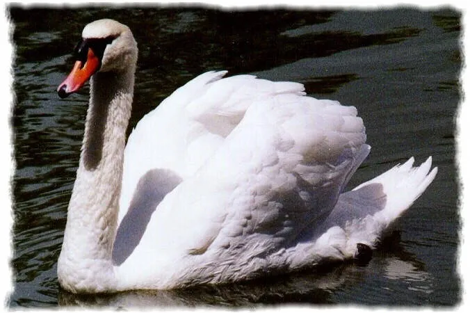 Biología General: ANIMALES VERTEBRADOS