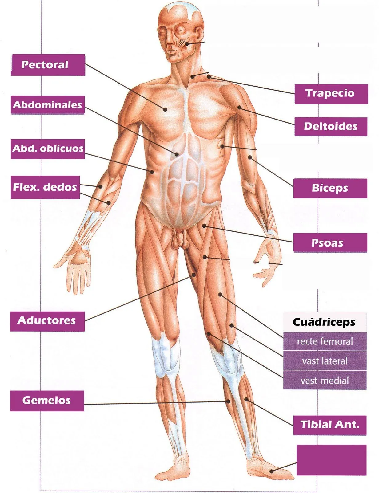 Biología y Geología 3ºESO: Principales músculos del cuerpo humano