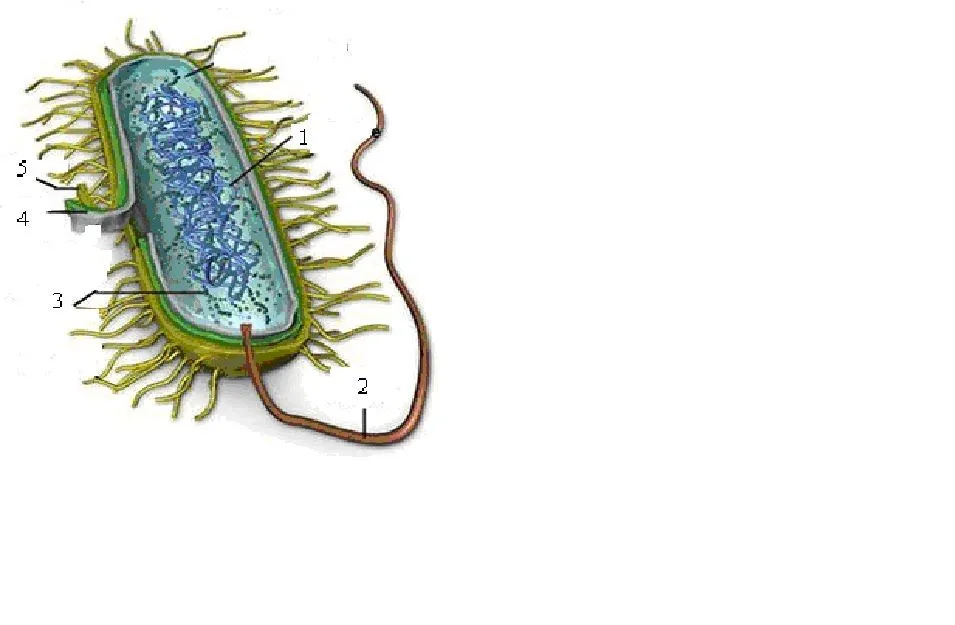 BIOLOGÍA Y GEOLOGÍA 4º OJA