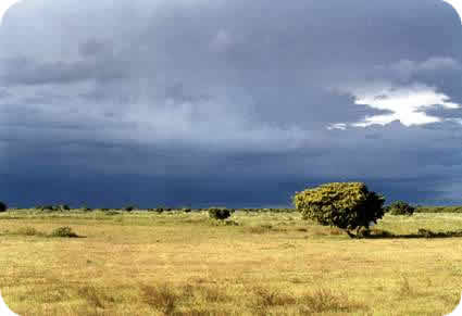 Biología y Geología en el IES Valle de Leiva: BIOMAS TERRESTRES ... Biología y Geología en el IES Valle de Leiva: BIOMAS TERRESTRES ...