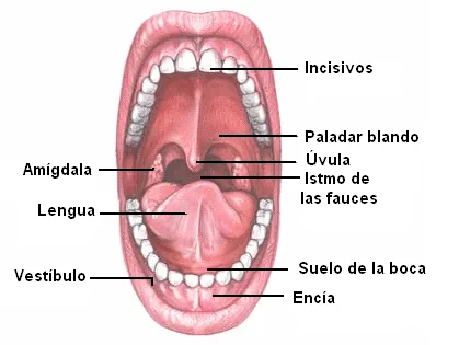 Biología Humana: SISTEMA DIGESTIVO: ANATOMÍA (1° PARTE) Biología Humana: SISTEMA DIGESTIVO: ANATOMÍA (1° PARTE)