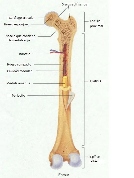 Biología Humana: TIPOS DE HUESOS