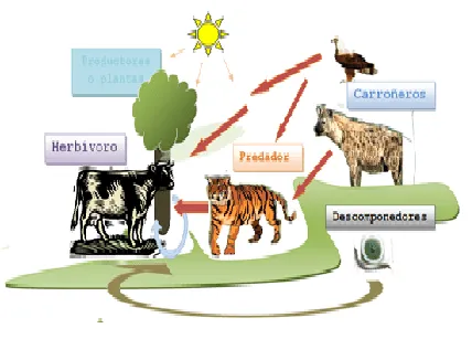 Biología IV: Práctica 3, "Mariposas Monarca". Biología IV: Práctica 3, "Mariposas Monarca".