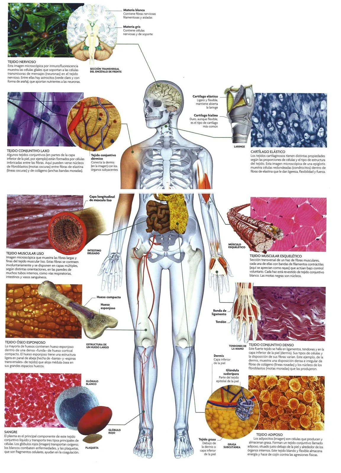 BIOLOGIA QUIMICA EN LA WEB: EL HOMBRE COMO SER PLURICELULAR BIOLOGIA QUIMICA EN LA WEB: EL HOMBRE COMO SER PLURICELULAR