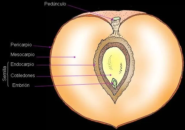 biologia - El reino vegetal