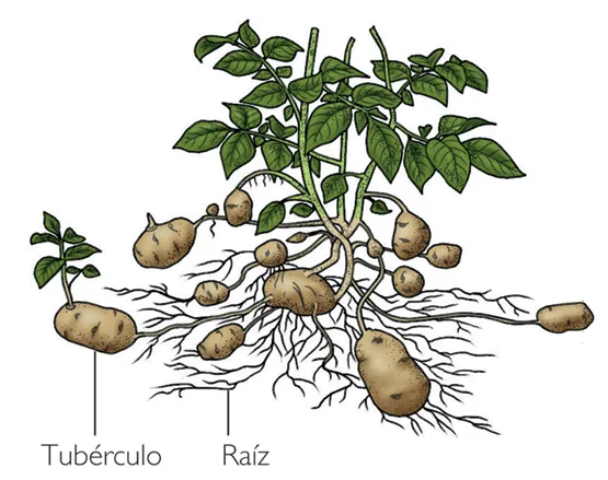 Biologia: Reproducción Asexual en las plantas