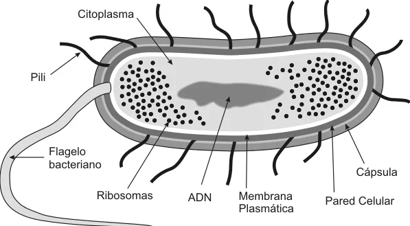 biologia2bachcamp: MICROORGANISMOS