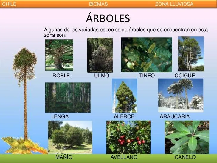BIOMAS DE CHILE