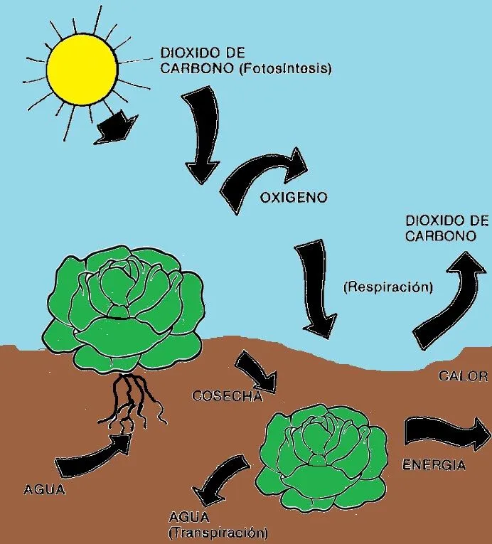 BIOQUIMICA: RESPIRACION MITOCONDRIAL EN LAS HORTALIZAS BIOQUIMICA: RESPIRACION MITOCONDRIAL EN LAS HORTALIZAS