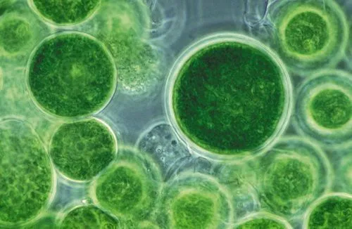 Biotecnologia..!!