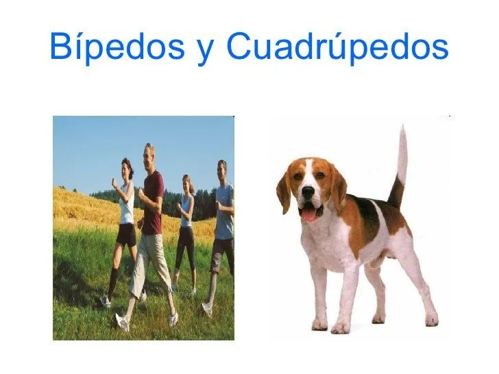 Bípedos y cuadrúpedos