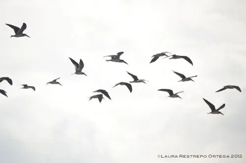 Aves volando tumblr - Imagui