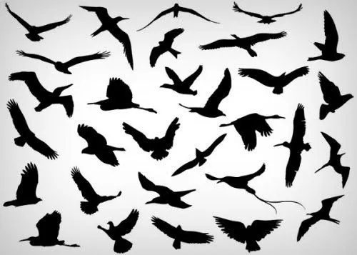 3 aves volando silueta - Imagui