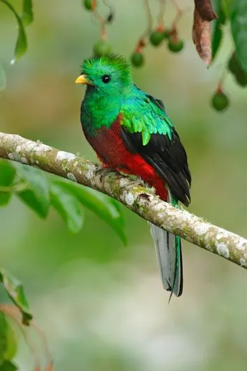 Birds Vol 1 #1 – The Resplendent Trogon (Quetzal) | Lee's ...