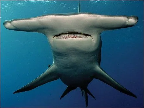 Bitácora 13 - Hugo Tafur: La maldición de los delfines - Bitácora 13 Bitácora 13 - Hugo Tafur: La maldición de los delfines - Bitácora 13