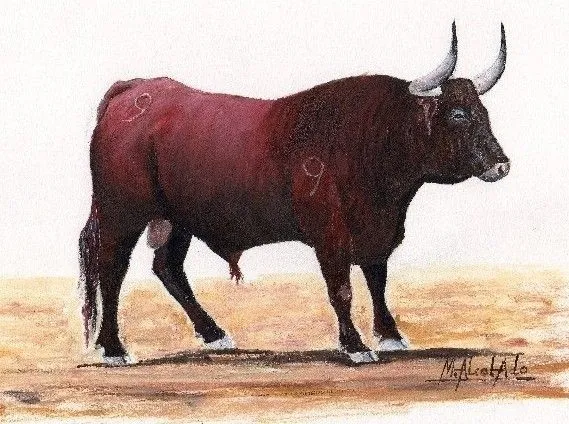 Bitácora de un corredor de encierros: Toros de la Tierra Bitácora de un corredor de encierros: Toros de la Tierra