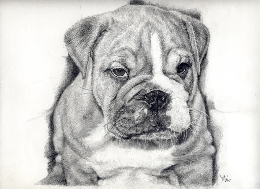 Bitácora de un dibujante: Gordo, el Bulldog ingles
