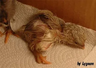 MI BITÁCORA ONÍRICA: POLLITO DECAPITADO MI BITÁCORA ONÍRICA: POLLITO DECAPITADO