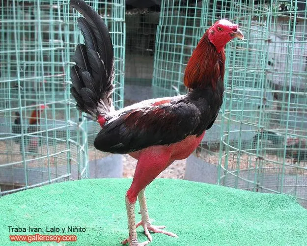 Bitácora Participativa: EL GALLO FINO, GENUINO SIMBOLO PISOTEADO ... Bitácora Participativa: EL GALLO FINO, GENUINO SIMBOLO PISOTEADO ...