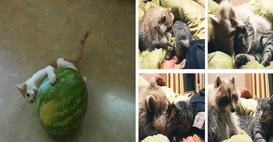 Bizarros e engraçados, Tumblrs abusam do humor politicamente ...