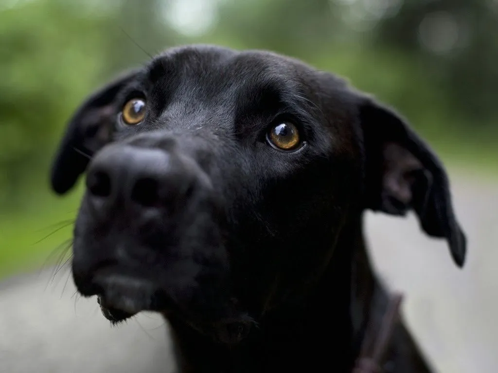 Black is beautiful o el síndrome del perro negro | Running for a ... Black is beautiful o el síndrome del perro negro | Running for a ...