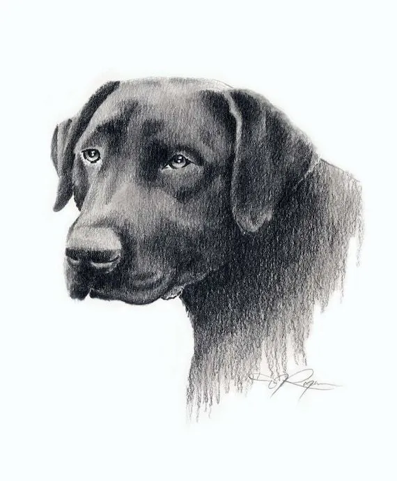 BLACK LAB Drawing Labrador Dog Art Print Signed by por k9artgallery