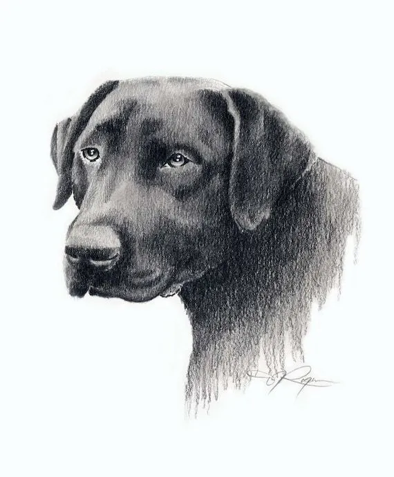 Perro labrador dibujo a lapiz - Imagui