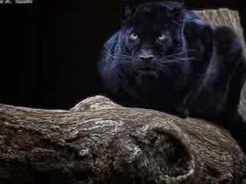 Black Panther-Pantera Negra(video tributo) - YouTube Black Panther-Pantera Negra(video tributo) - YouTube