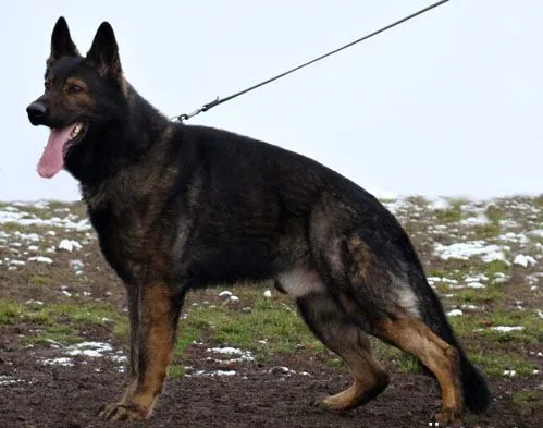 Black Sable GSD kennel ALPINEK9 - Page 3