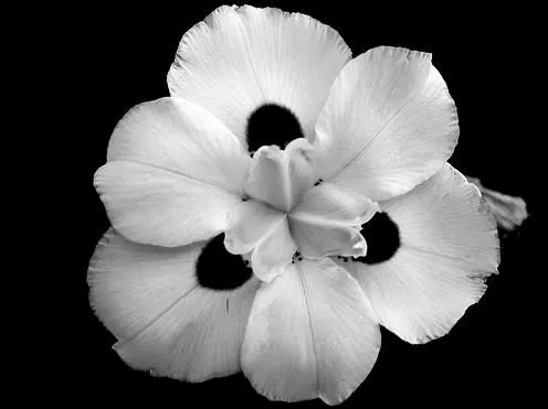 Blanco &amp; Negro | Mabel Blanco y la pintura decorativa