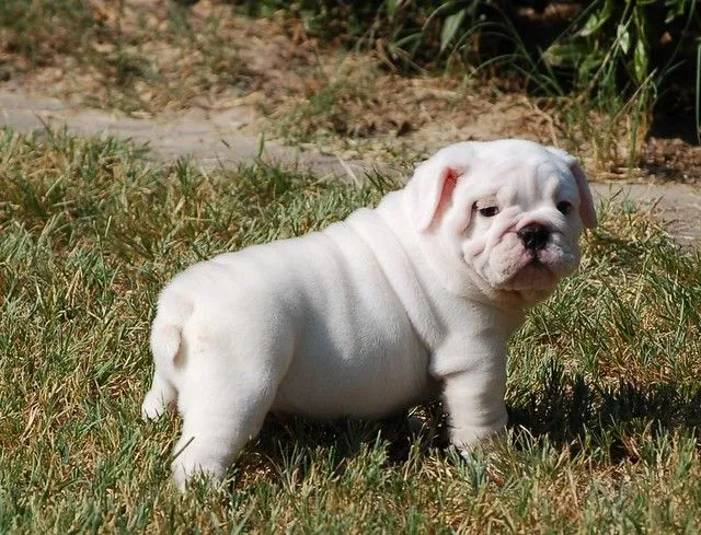 blanco cachorro bulldog Inglés | Flickr - Photo Sharing!