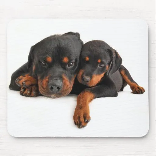 Blanco Mousepad del perro de perrito de Rottweiler Alfombrillas De ... Blanco Mousepad del perro de perrito de Rottweiler Alfombrillas De ...