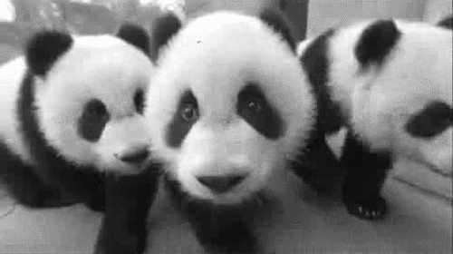 blanco y negro ositos ositos panda oso panda pandas ternura tierno ...