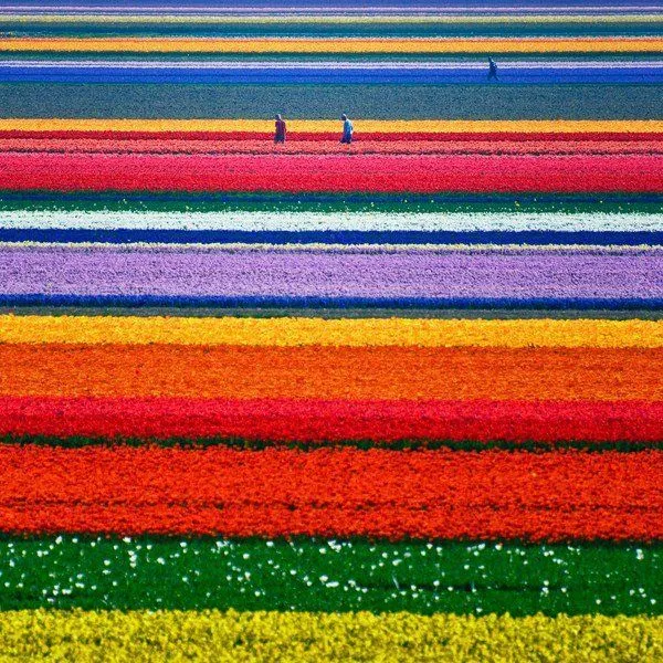 El Bloc de Notas de @Microversos — Arcoiris floral El Bloc de Notas de @Microversos — Arcoiris floral