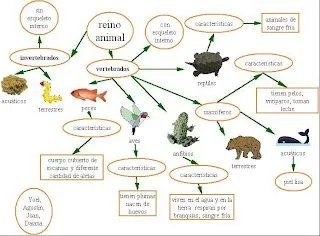 BLOG de 3º NAZARÍES 2010-2011.: ANIMALES VERTEBRADOS E INVERTEBRADOS BLOG de 3º NAZARÍES 2010-2011.: ANIMALES VERTEBRADOS E INVERTEBRADOS