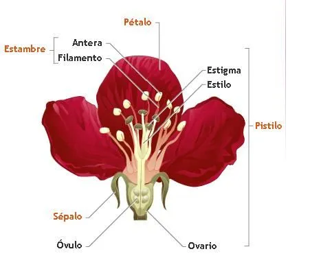 NUESTRO BLOG PARA 5º Y 6º.: LAS PLANTAS