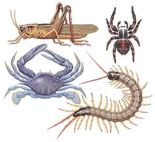 El blog de nuestra clase : Los animales invertebrados. El blog de nuestra clase : Los animales invertebrados.