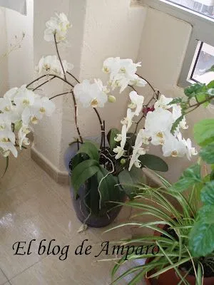 El blog de Amparo: abril 2010