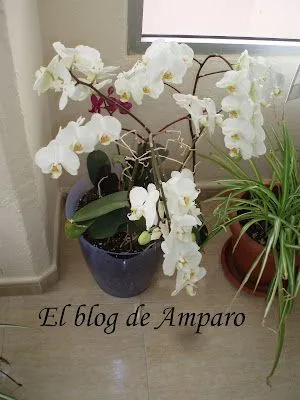El blog de Amparo: abril 2010
