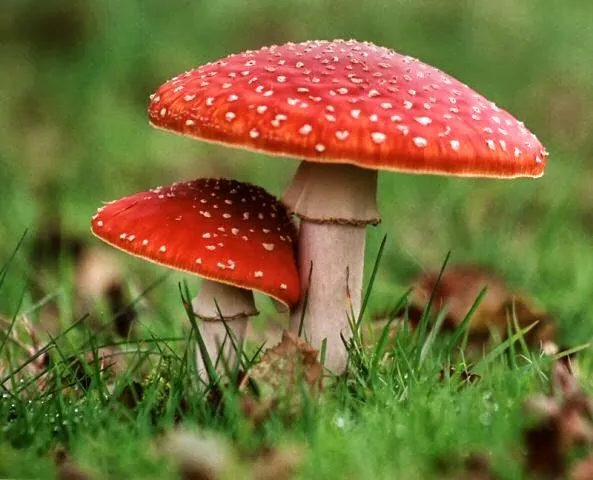 BLOG DE ANABEL DENIZ: ¿Los hongos realizan la fotosíntesis? BLOG DE ANABEL DENIZ: ¿Los hongos realizan la fotosíntesis?