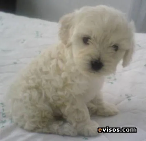 el blog de anali y edgar