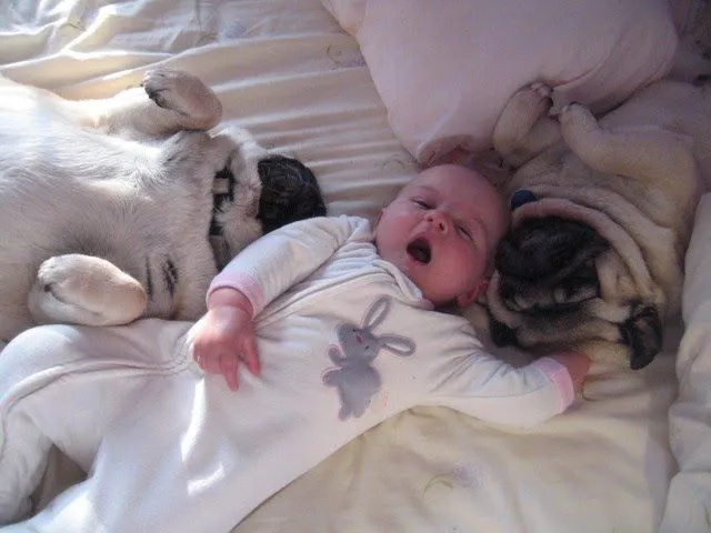 BLOG ANIMAIS CARENTES: O Bebê e o Casal de Pugs... BLOG ANIMAIS CARENTES: O Bebê e o Casal de Pugs...