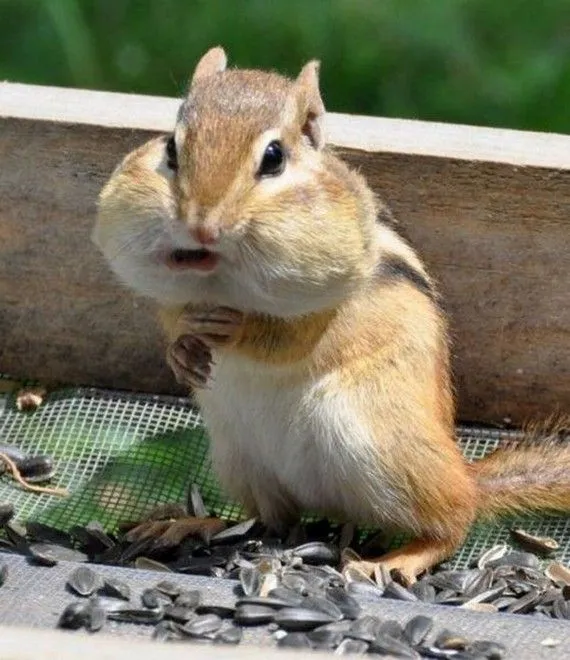 El Blog de todos los Animales: FOTOS MUY GRACIOSAS DE ANIMALES Parte 2