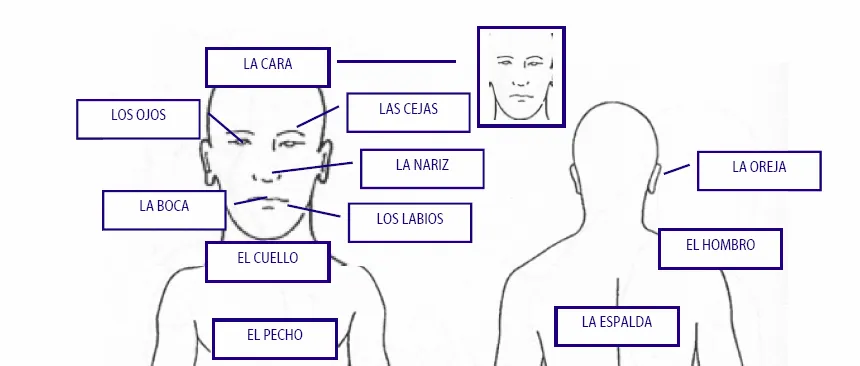 Blog de Biología: Bingo del Cuerpo Humano