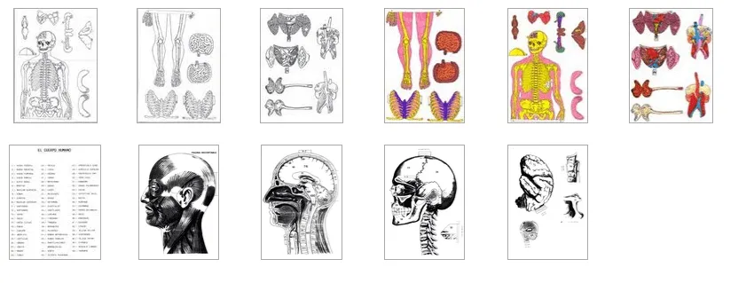 Blog de Biología: Más del cuerpo humano