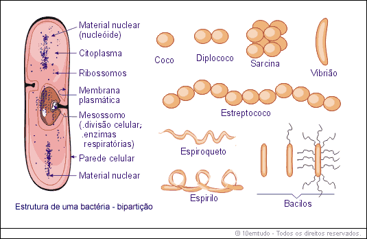 Mi Blog De Biologia: Procariotas: bacterias, algas verdeazuladas ...