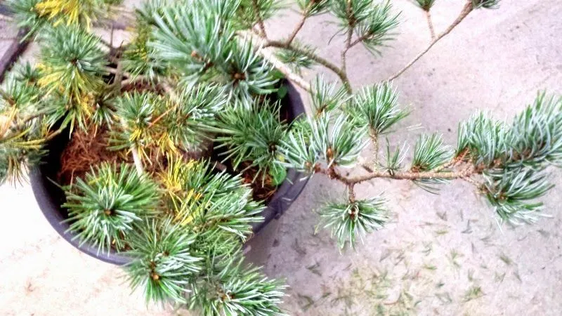 Blog Bonsai: Bonsai Center Sopelana. Tienda de bonsais Bilbao