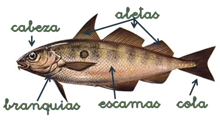 BLOG DEL PRIMER CICLO: LOS PECES
