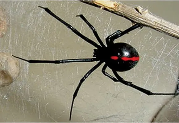 El blog de Ciencias de 2º B: LA VIUDA NEGRA. El blog de Ciencias de 2º B: LA VIUDA NEGRA.