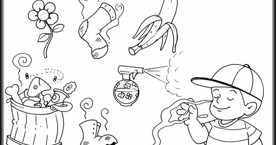 Blog de Ciencias Naturales de Primaria: Los 5 sentidos: Olfato Blog de Ciencias Naturales de Primaria: Los 5 sentidos: Olfato